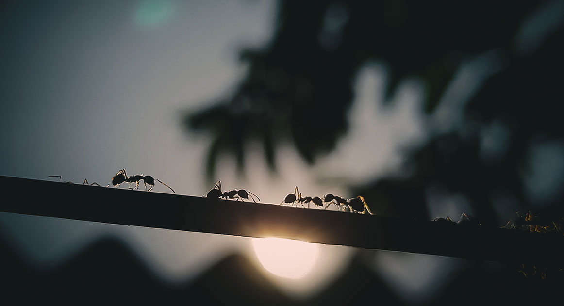 집단지능의 대표적인 개미