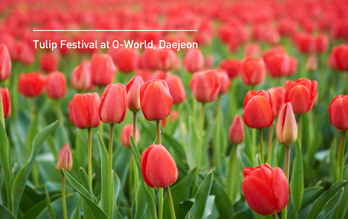 Tulip Festival at O-World in Daejeon